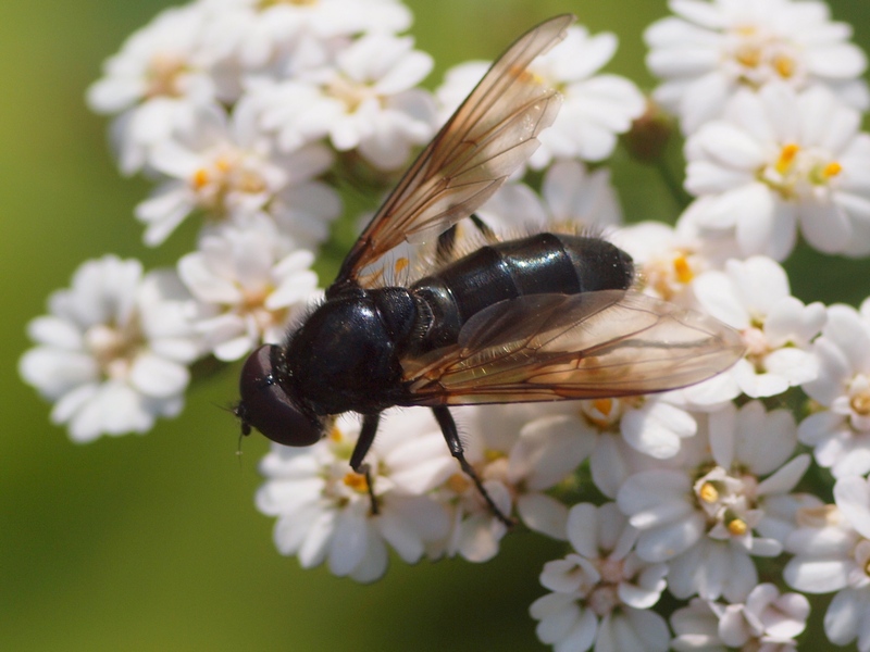 Syrphidae:Cheilosia sp.